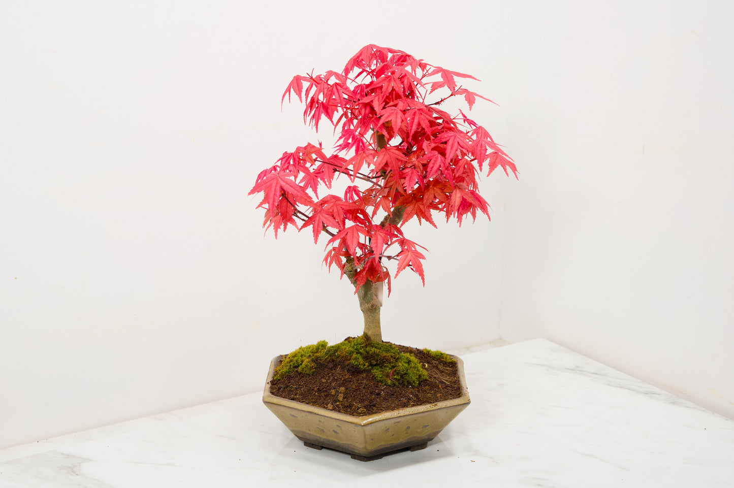 Deshojo Japanese Maple Bonsai+ Care Kit
