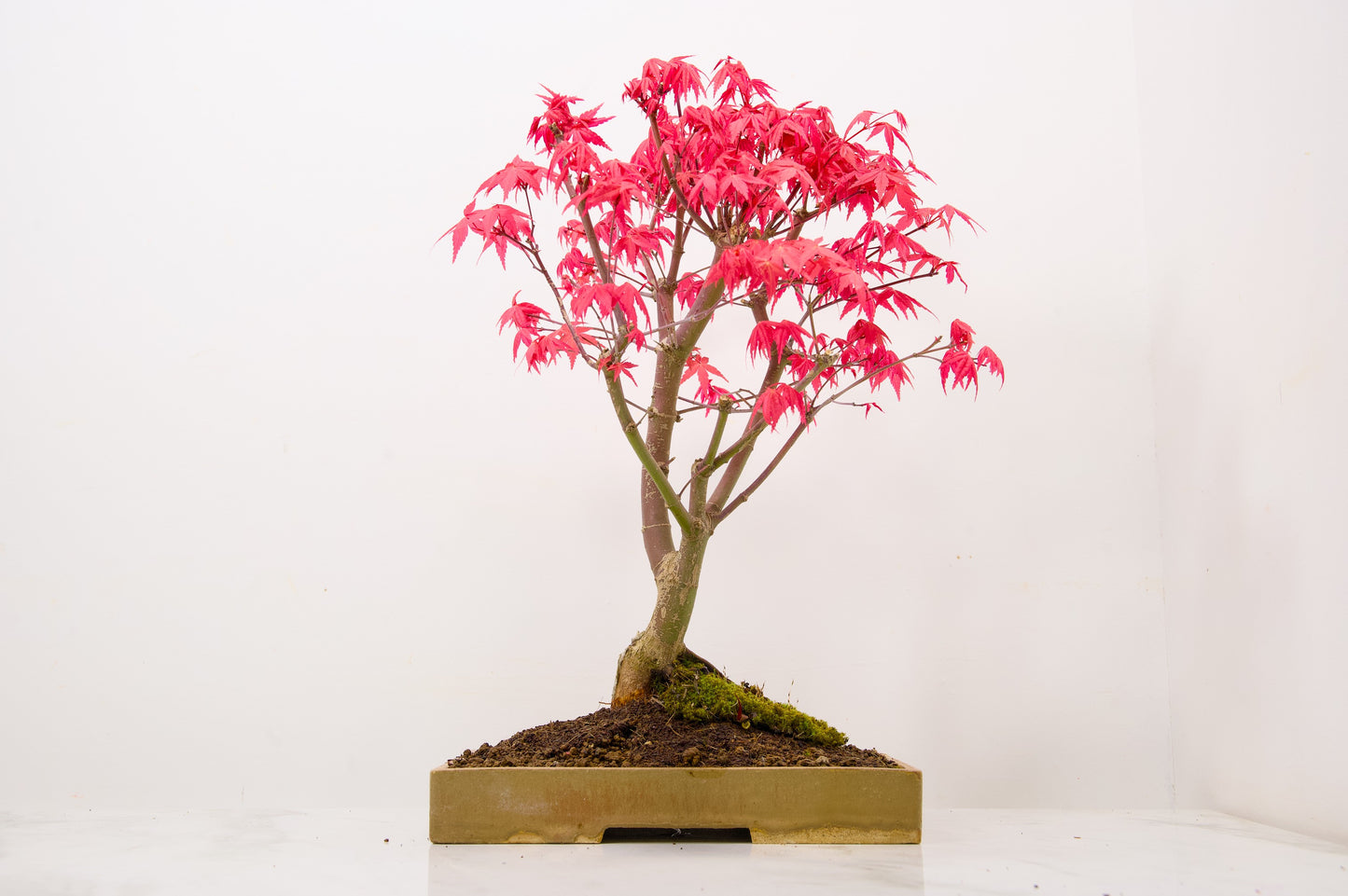 Deshojo Japanese Maple Bonsai+ Care Kit