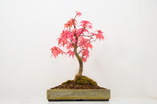 Deshojo Japanese Maple Bonsai+ Care Kit