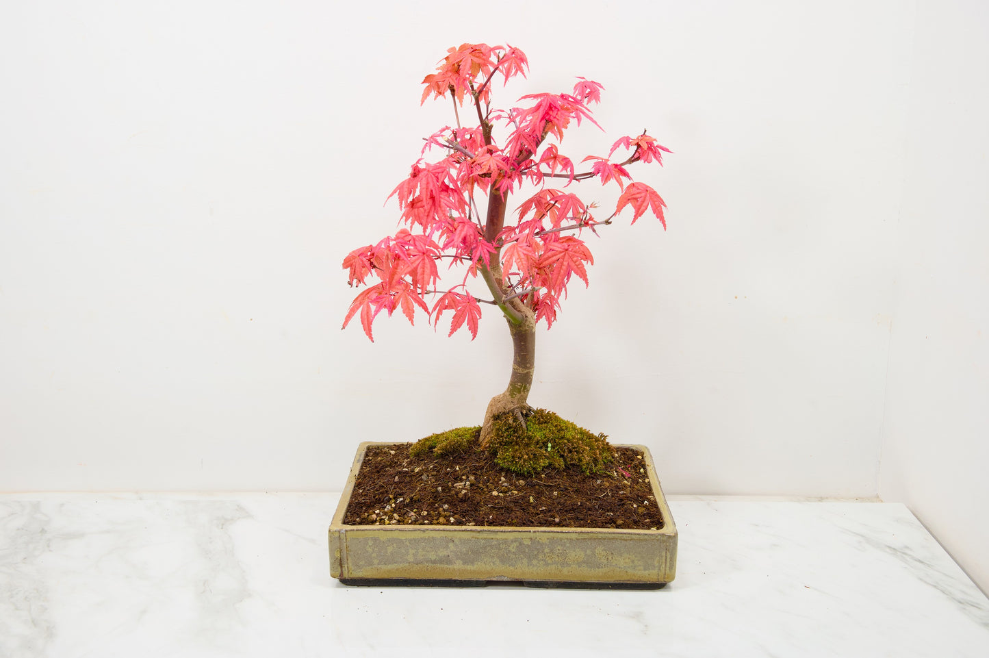 Deshojo Japanese Maple Bonsai+ Care Kit