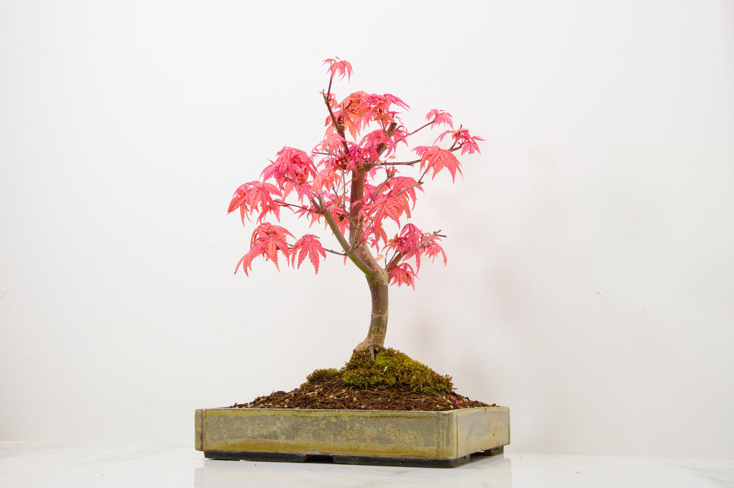 Deshojo Japanese Maple Bonsai+ Care Kit