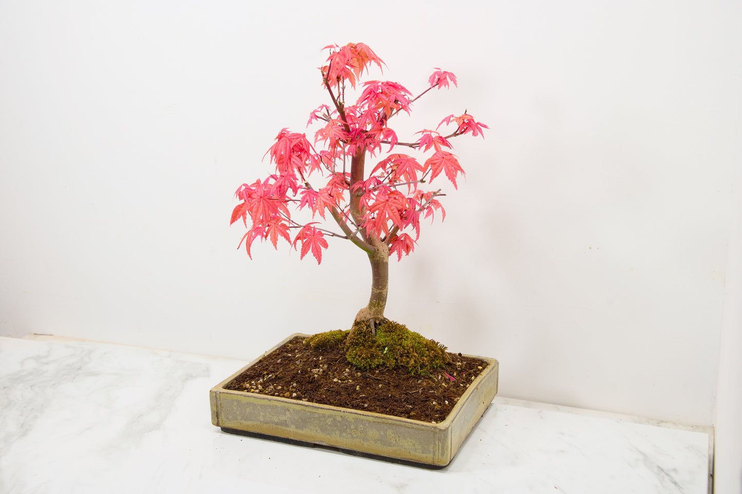 Deshojo Japanese Maple Bonsai+ Care Kit