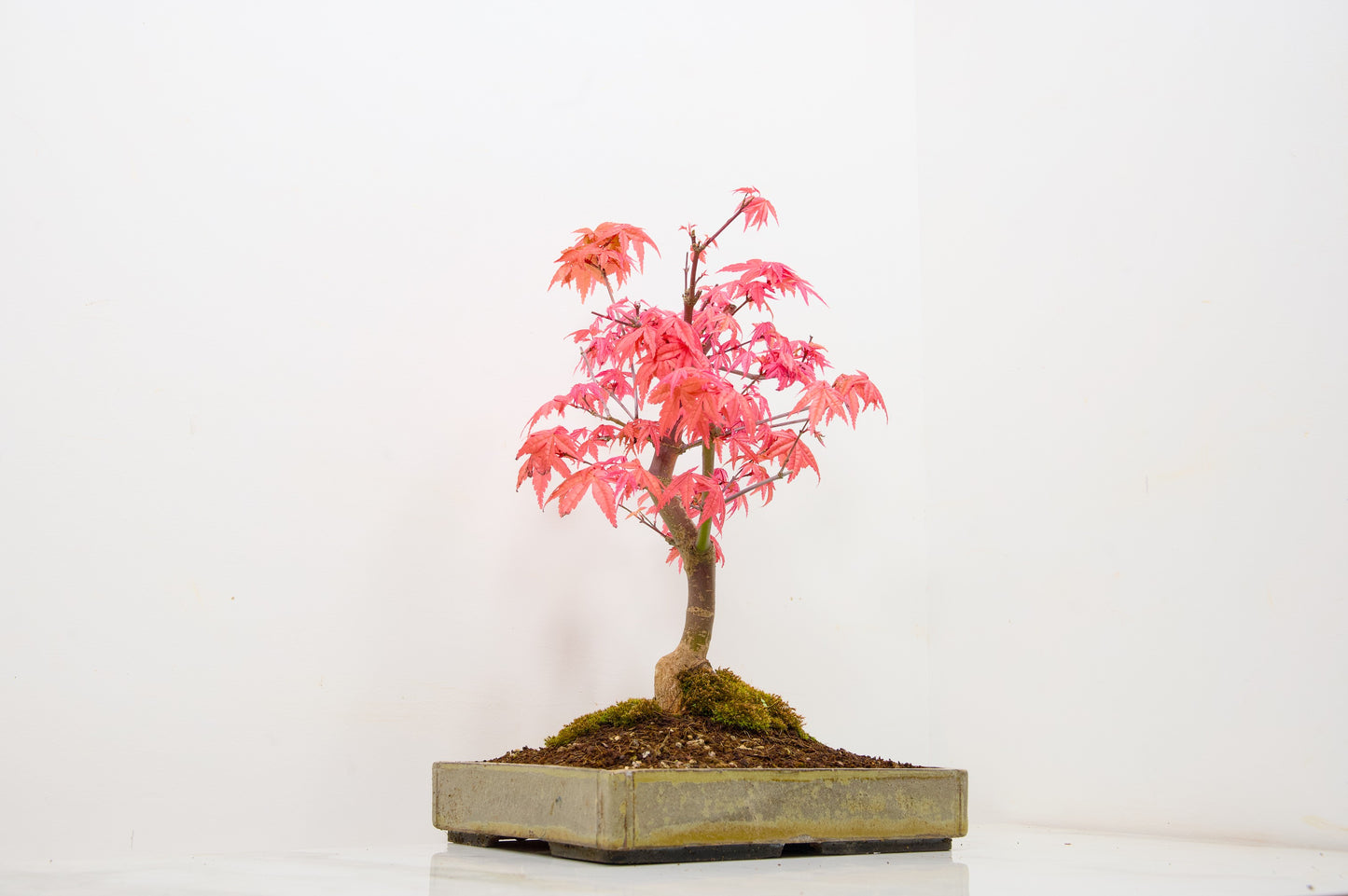 Deshojo Japanese Maple Bonsai+ Care Kit