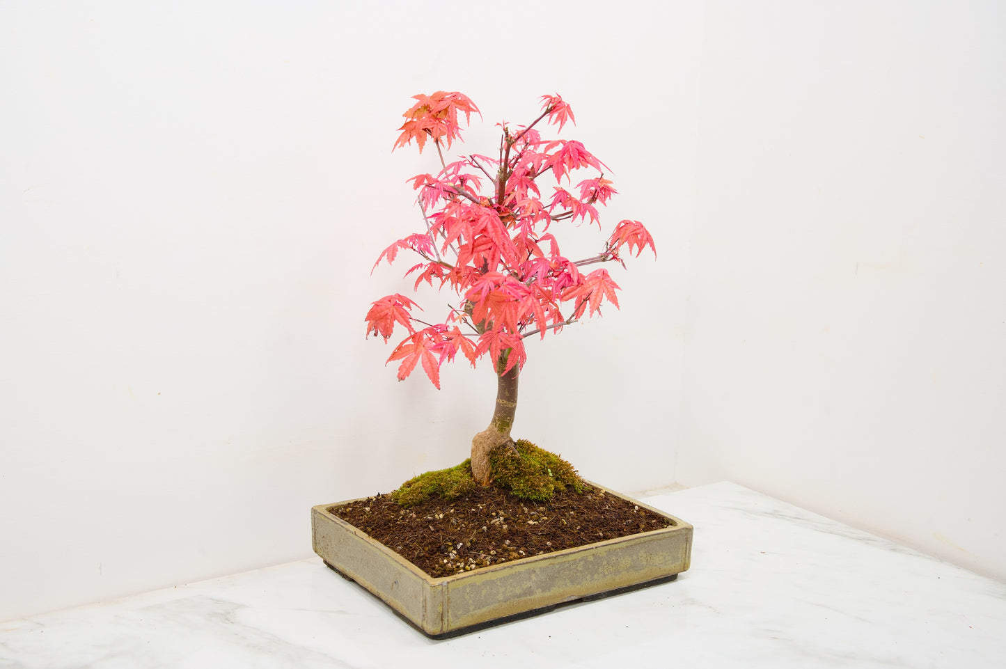 Deshojo Japanese Maple Bonsai+ Care Kit