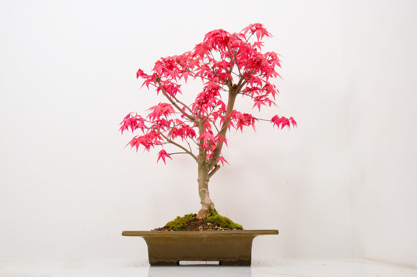 Deshojo Japanese Maple Bonsai+ Care Kit