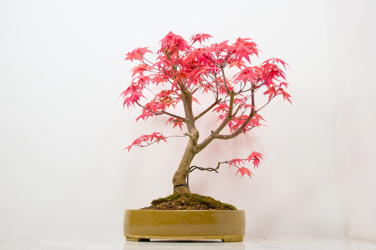 Deshojo Japanese Maple Bonsai+ Care Kit