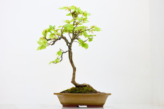 Beech -  Bonsai