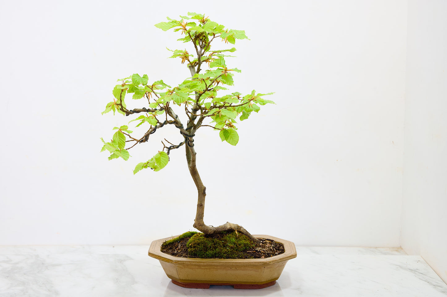 Beech -  Bonsai