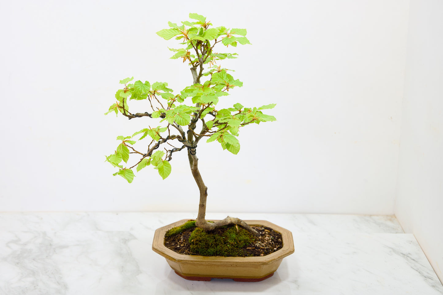 Beech -  Bonsai