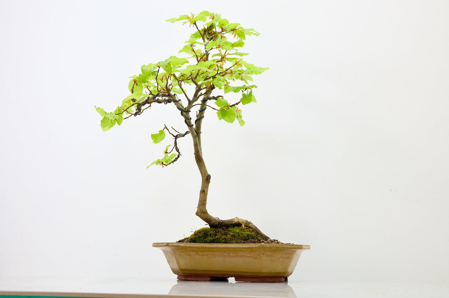 Beech -  Bonsai