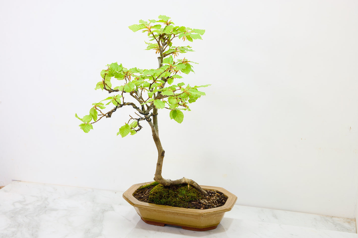 Beech -  Bonsai