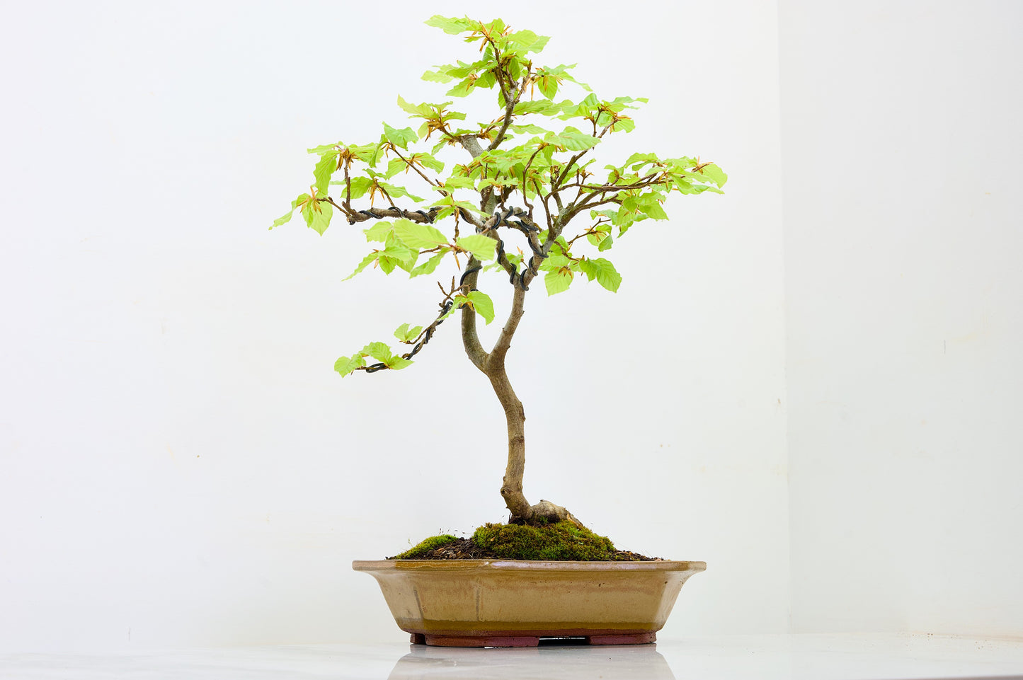 Beech -  Bonsai