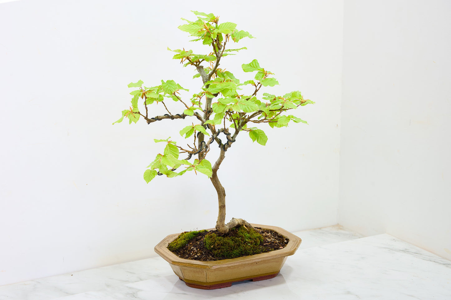 Beech -  Bonsai