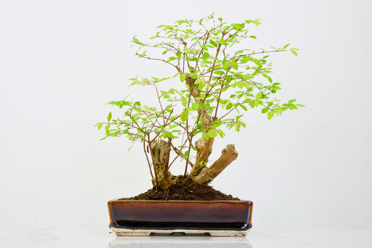Snow berry - symphoricarpos Bonsai Tree