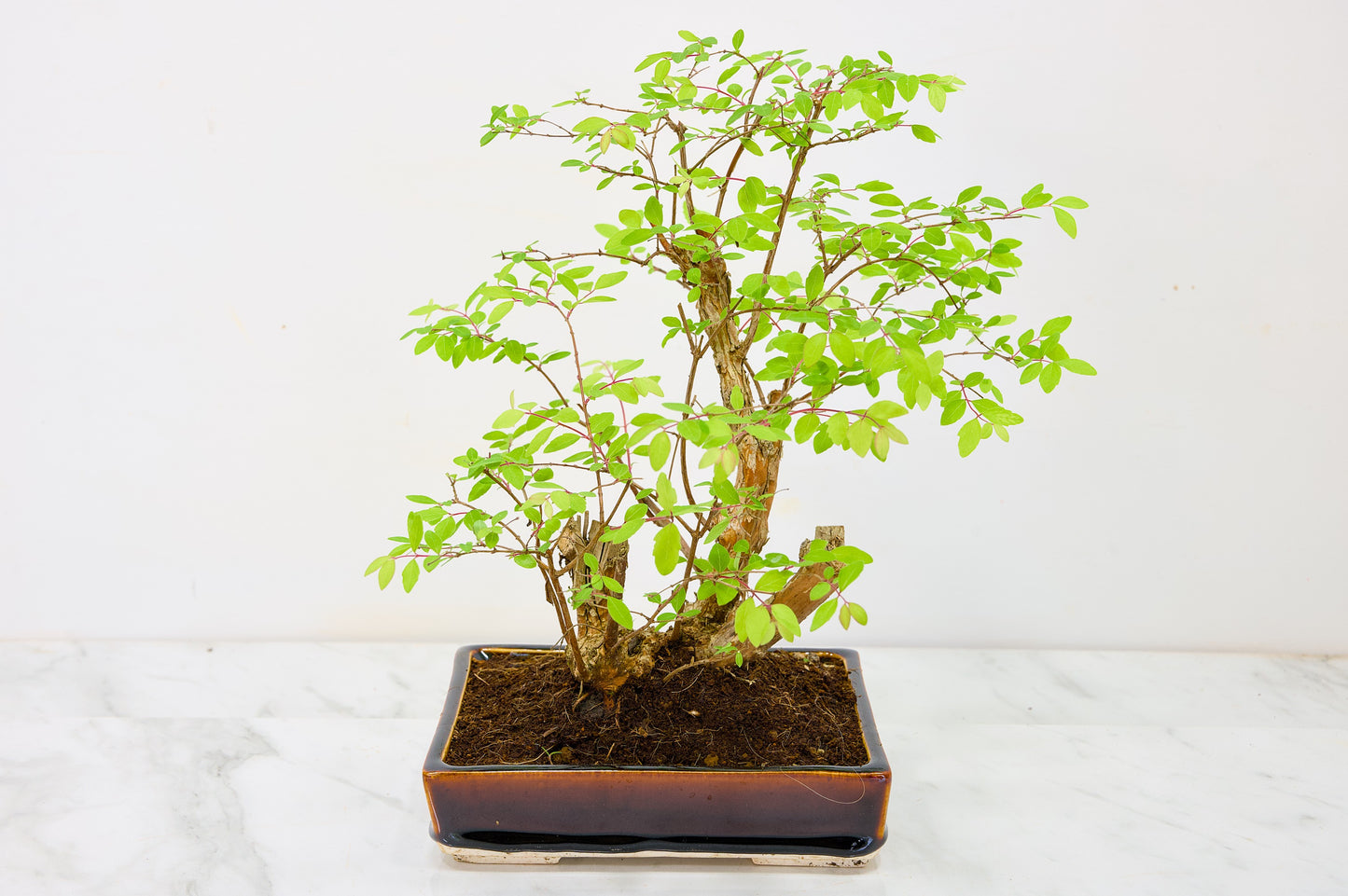 Snow berry - symphoricarpos Bonsai Tree