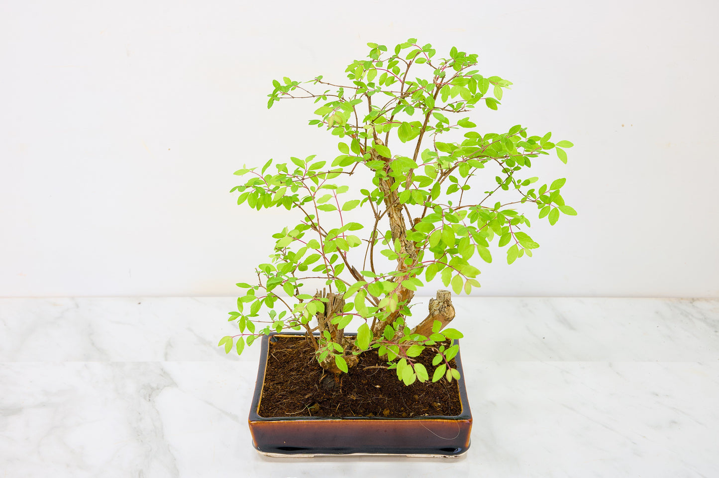 Snow berry - symphoricarpos Bonsai Tree