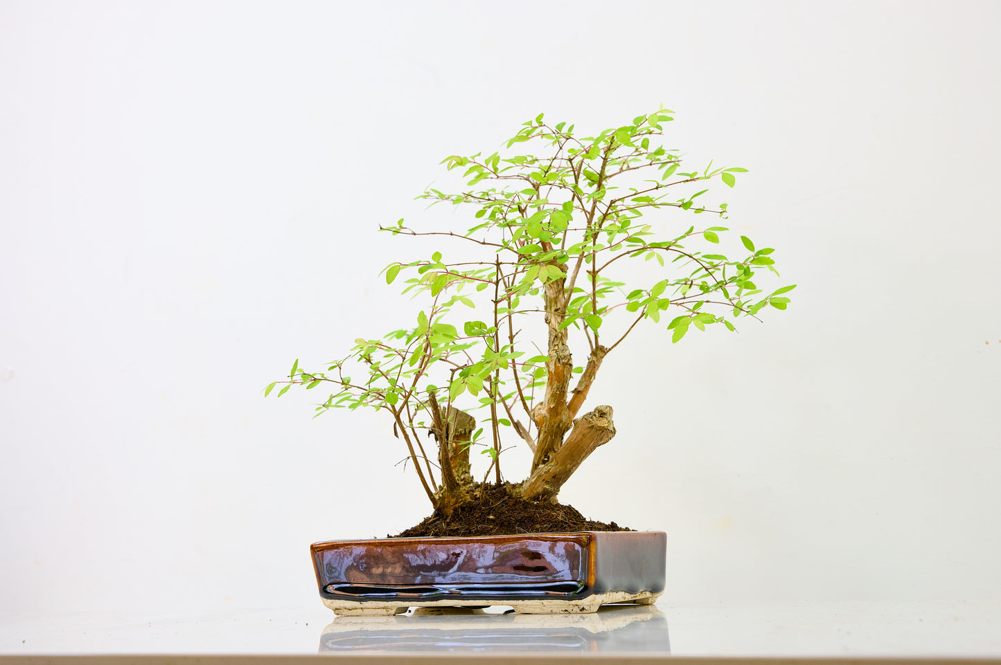 Snow berry - symphoricarpos Bonsai Tree