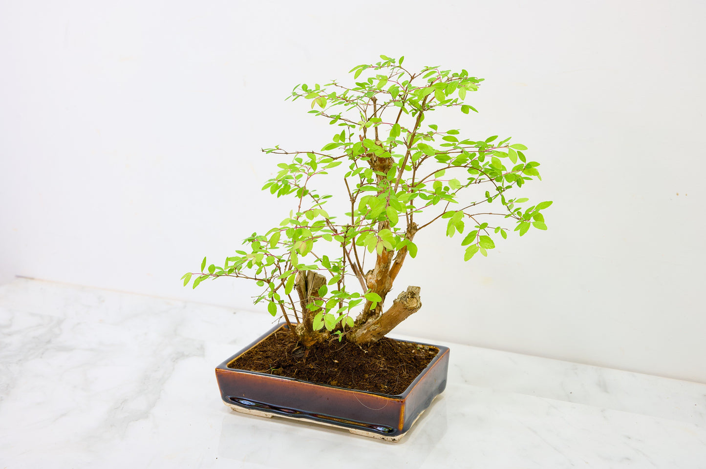 Snow berry - symphoricarpos Bonsai Tree