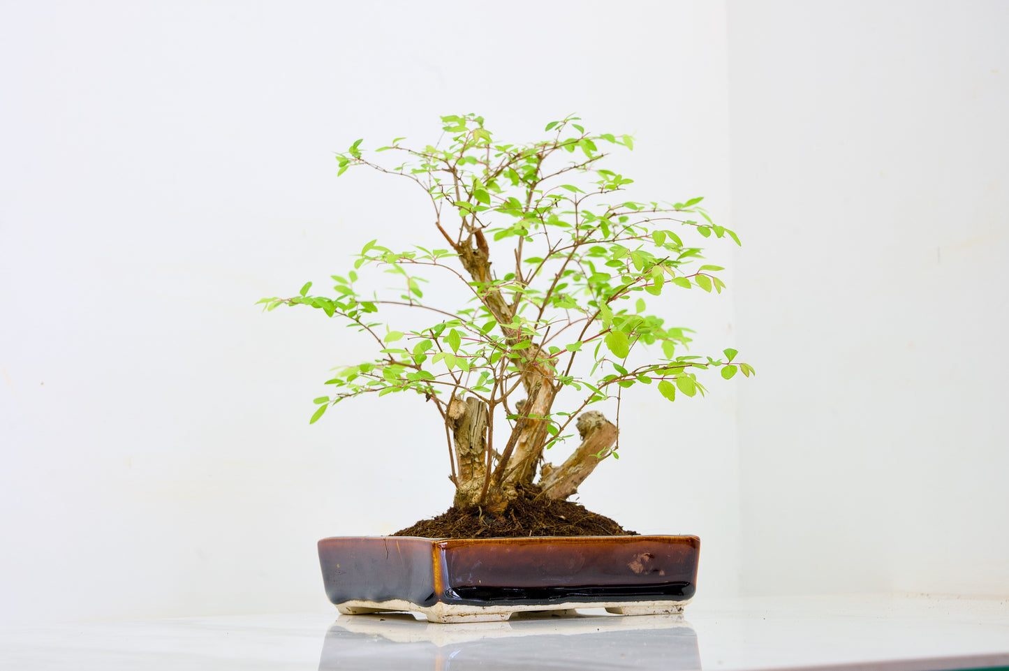 Snow berry - symphoricarpos Bonsai Tree