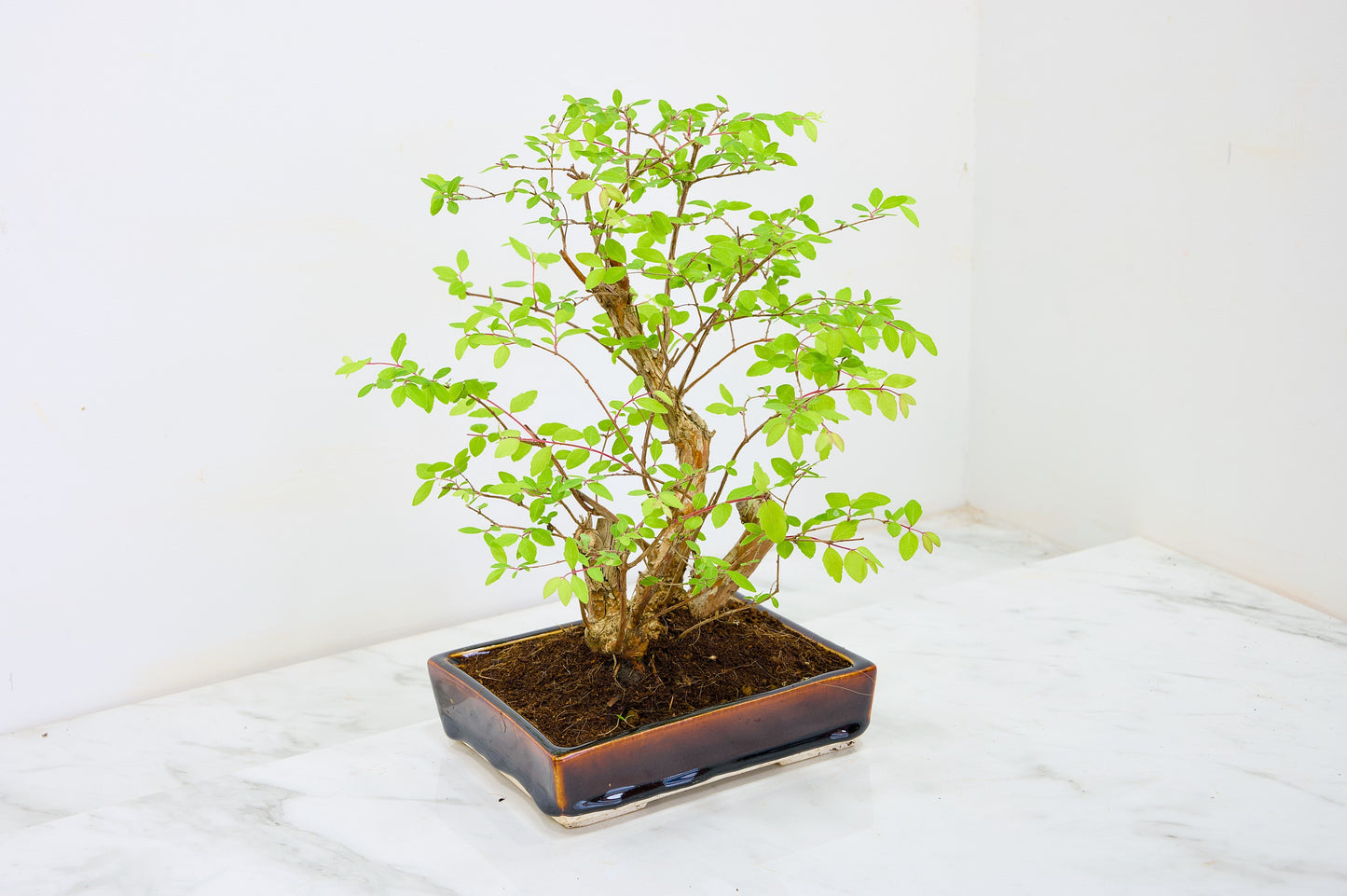 Snow berry - symphoricarpos Bonsai Tree