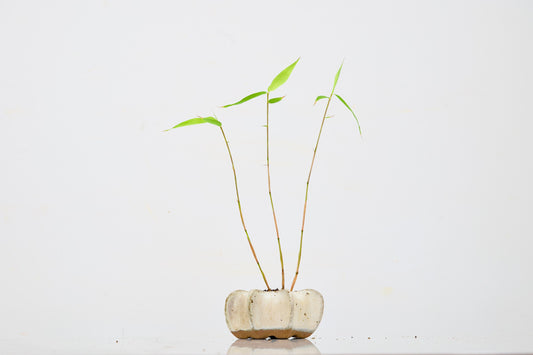 Kusamono 'Accent Plant - Bamboo 'Fargesia rufa'