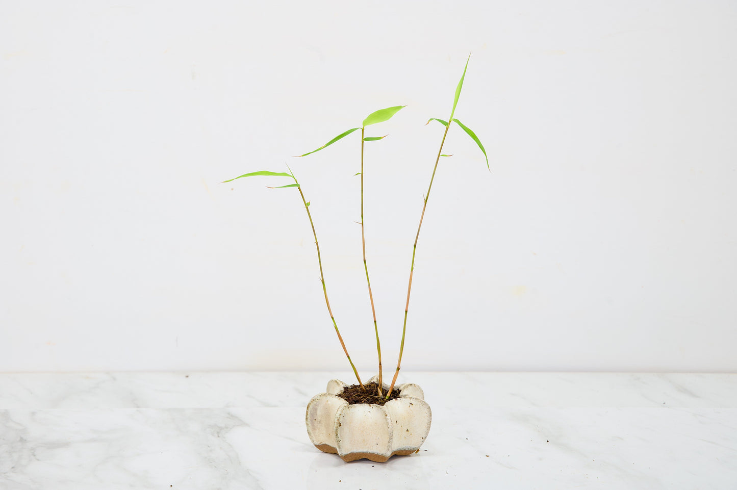 Kusamono 'Accent Plant - Bamboo 'Fargesia rufa'