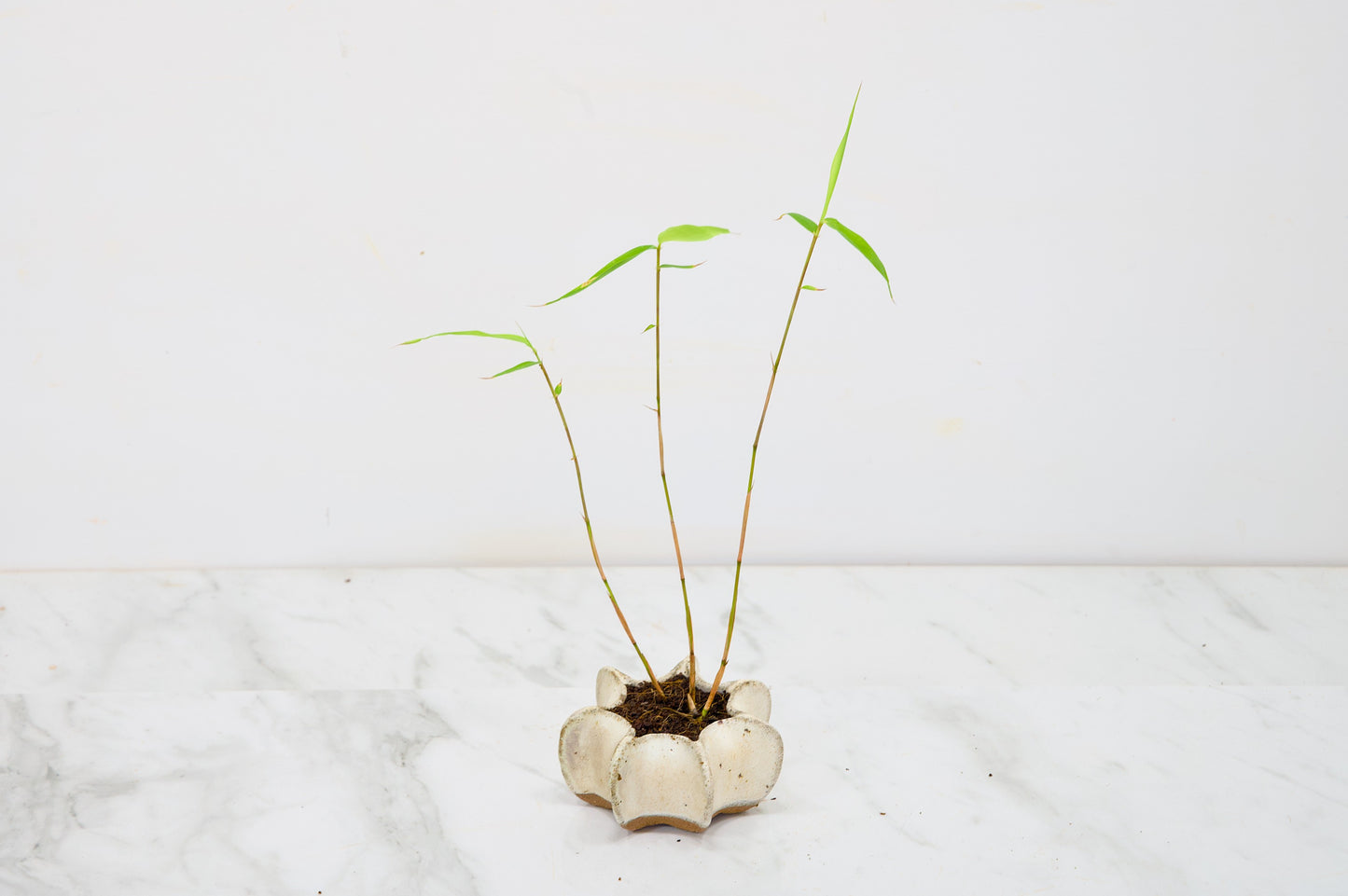 Kusamono 'Accent Plant - Bamboo 'Fargesia rufa'