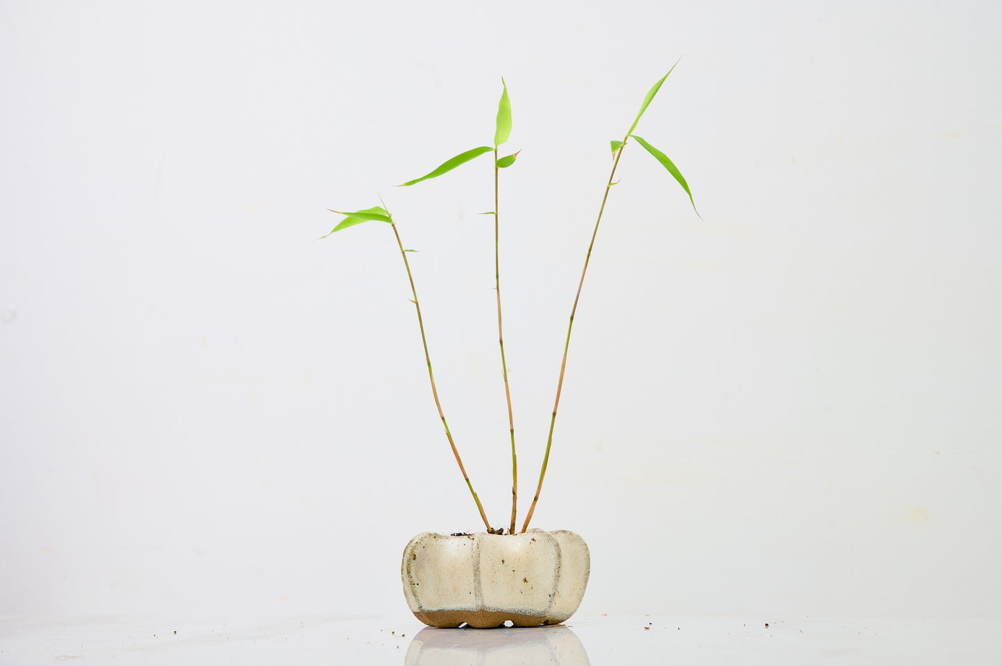 Kusamono 'Accent Plant - Bamboo 'Fargesia rufa'