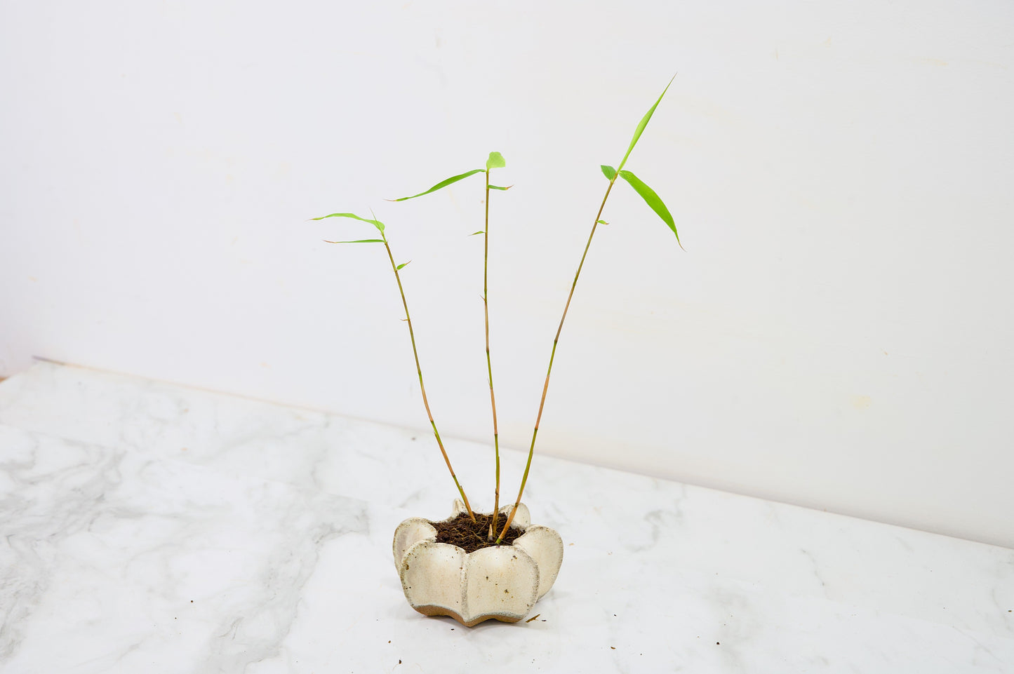 Kusamono 'Accent Plant - Bamboo 'Fargesia rufa'