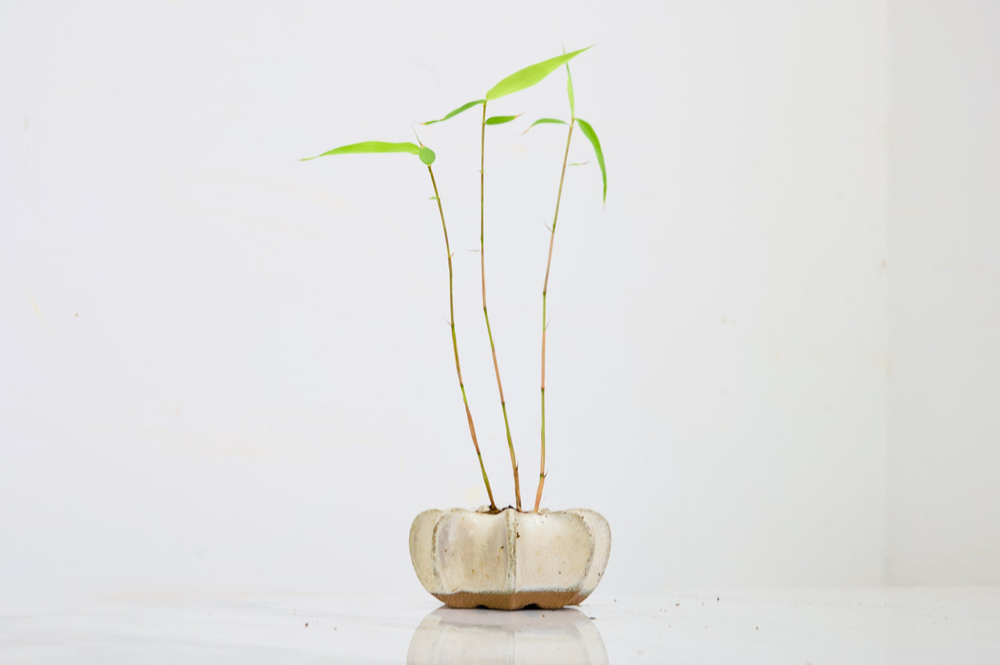 Kusamono 'Accent Plant - Bamboo 'Fargesia rufa'
