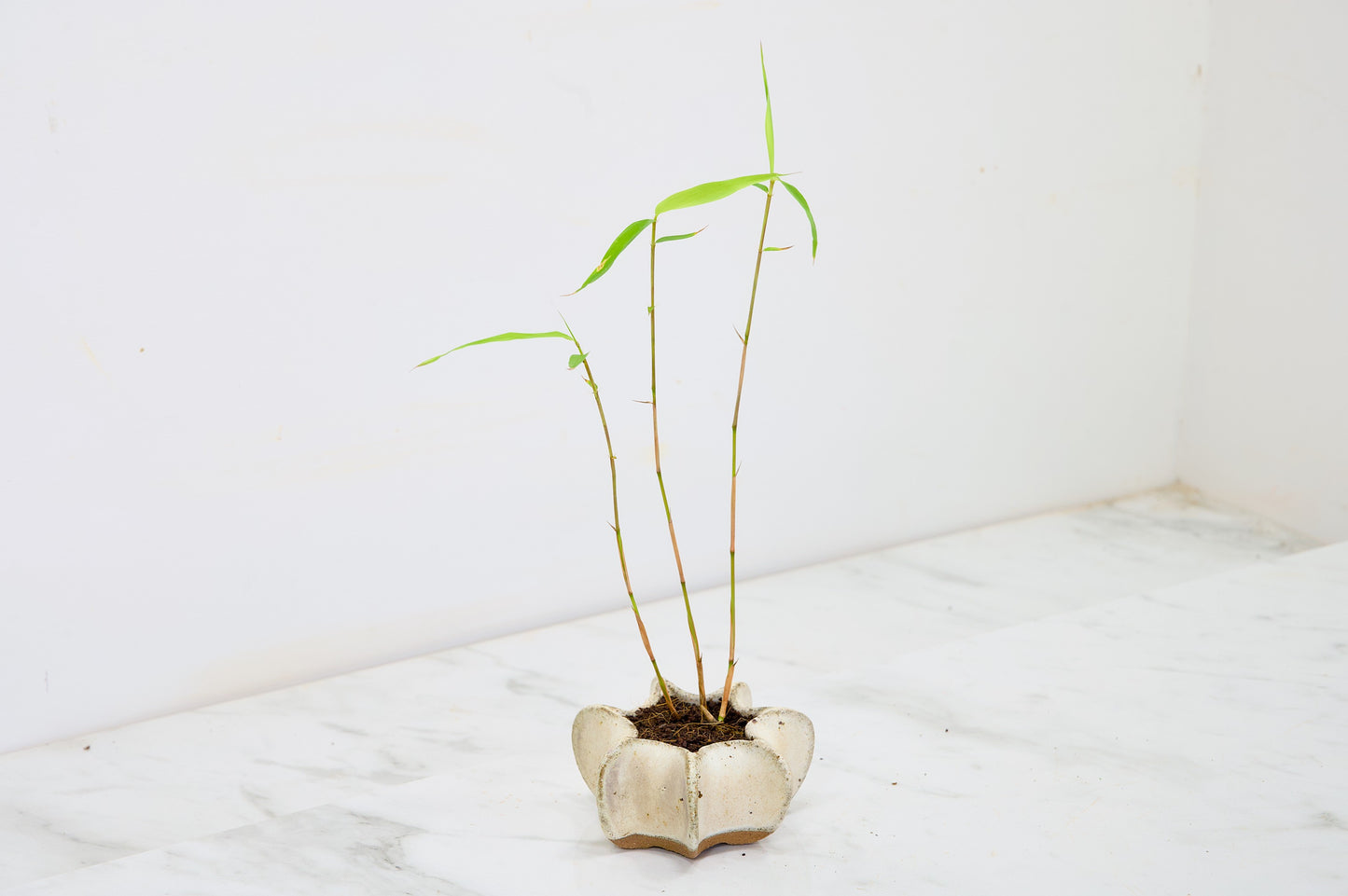 Kusamono 'Accent Plant - Bamboo 'Fargesia rufa'