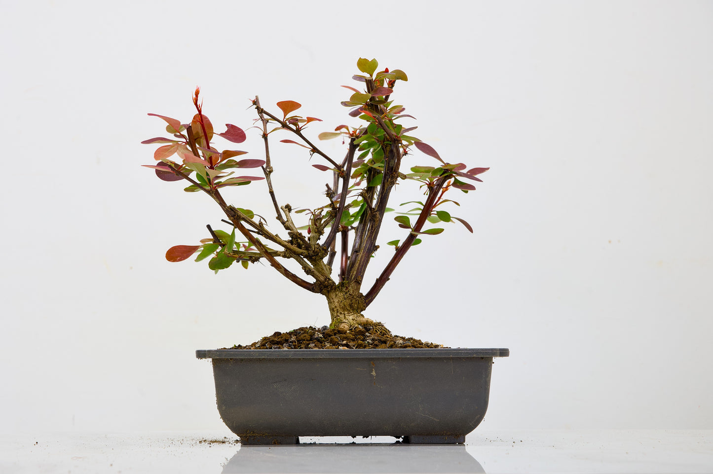 Berberis  Starter  Bonsai material