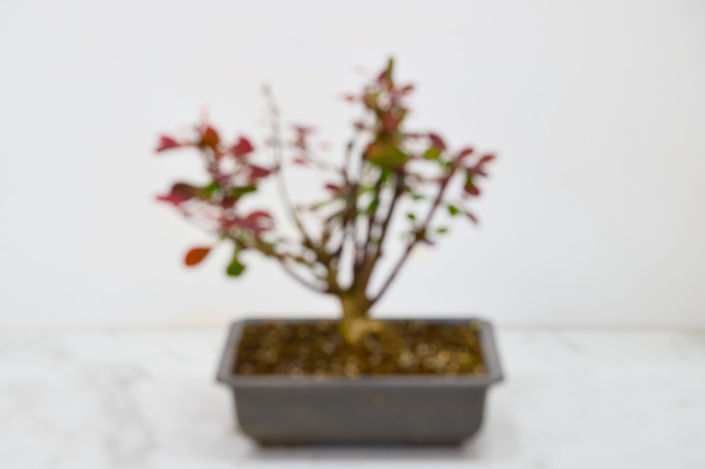 Berberis  Starter  Bonsai material