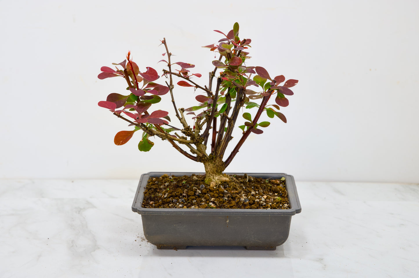 Berberis  Starter  Bonsai material