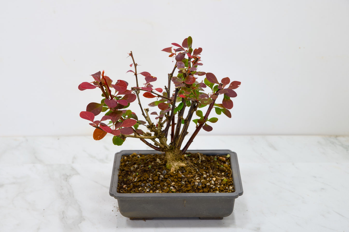 Berberis  Starter  Bonsai material