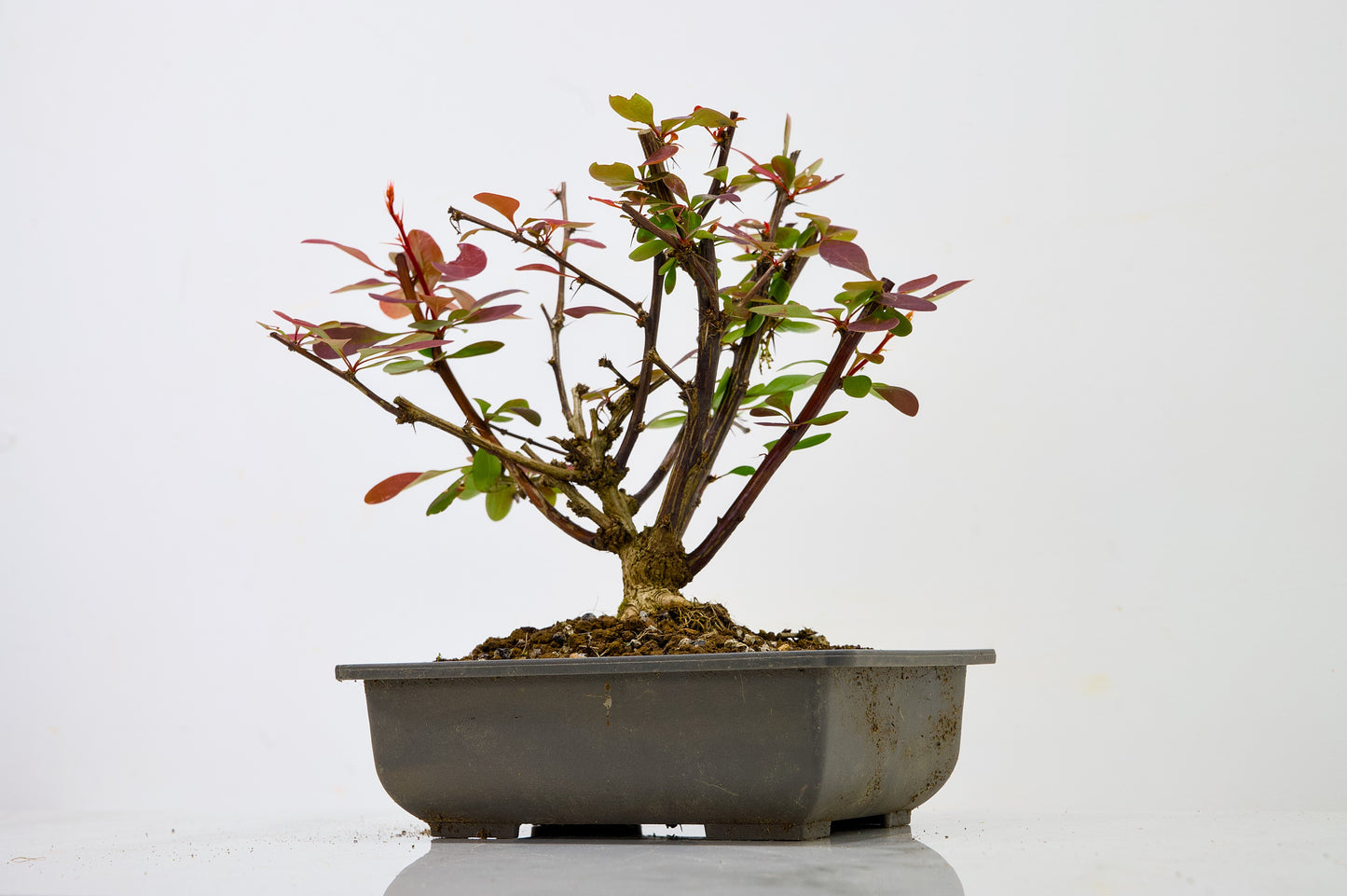 Berberis  Starter  Bonsai material