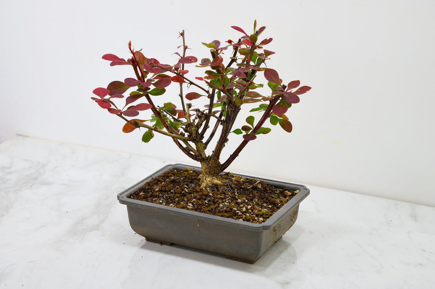 Berberis  Starter  Bonsai material
