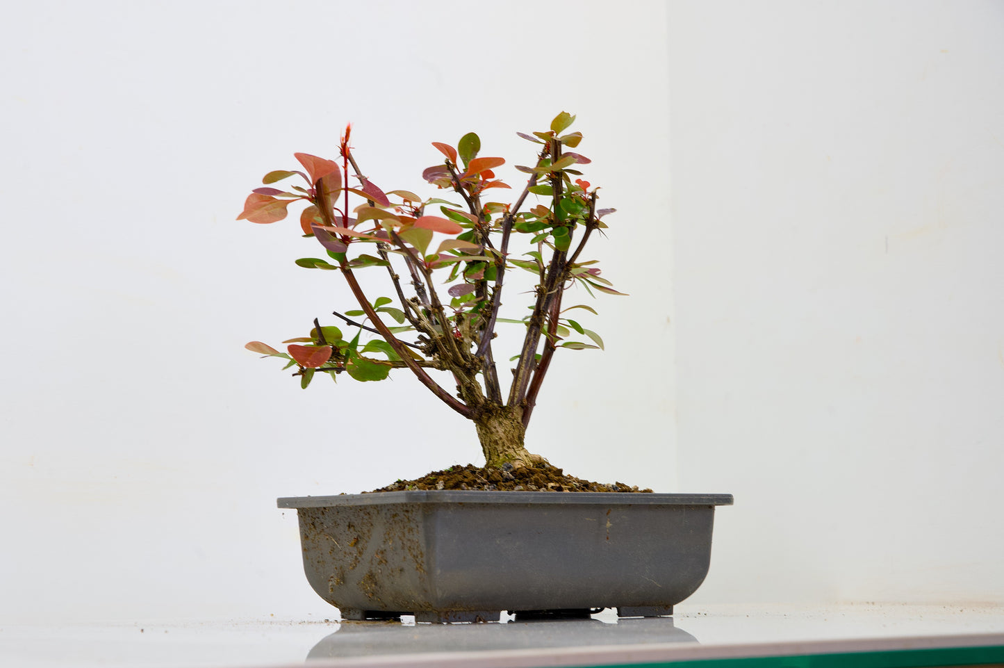 Berberis  Starter  Bonsai material