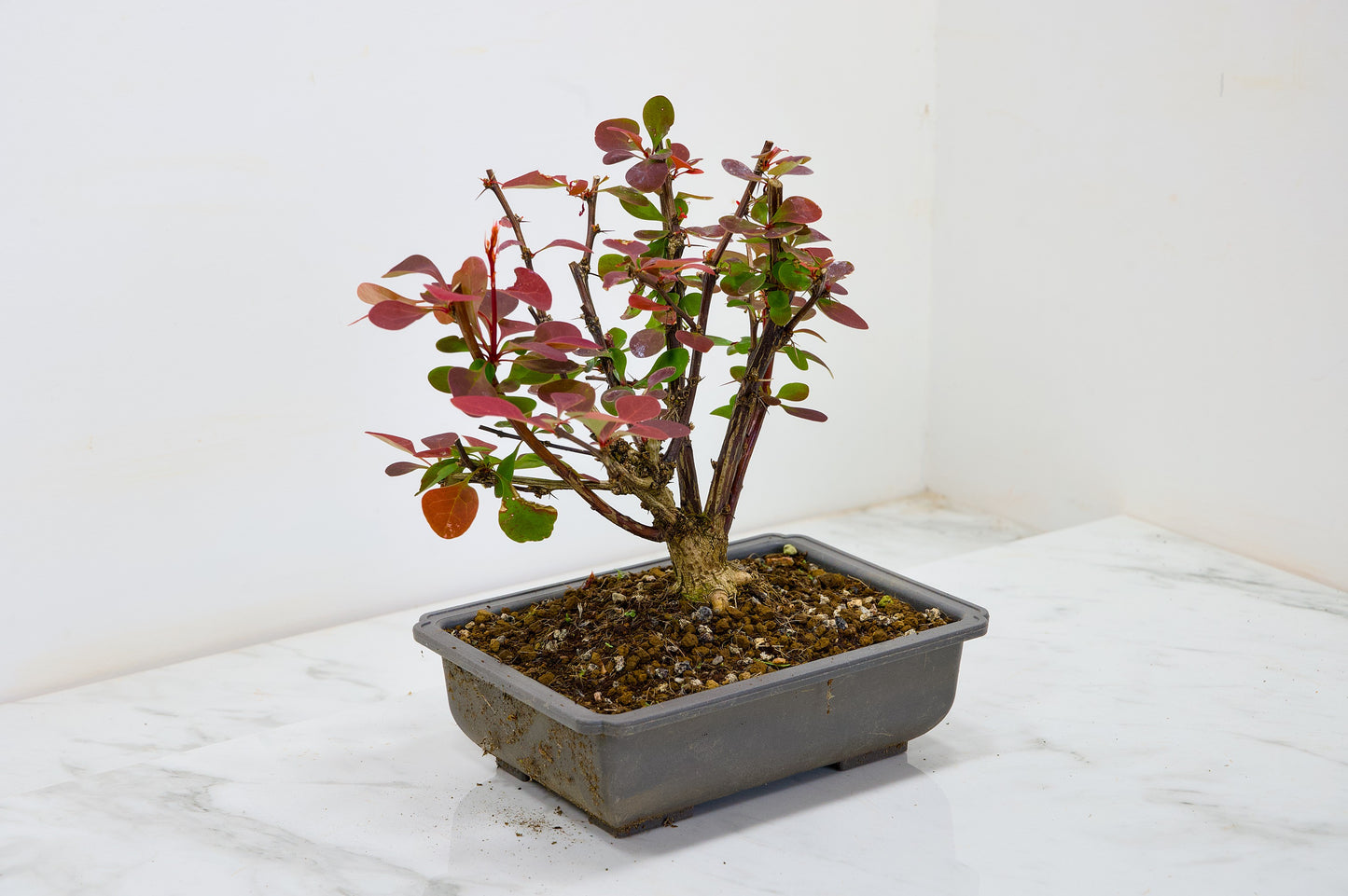 Berberis  Starter  Bonsai material