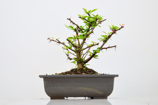 Berberis  Starter  Bonsai material
