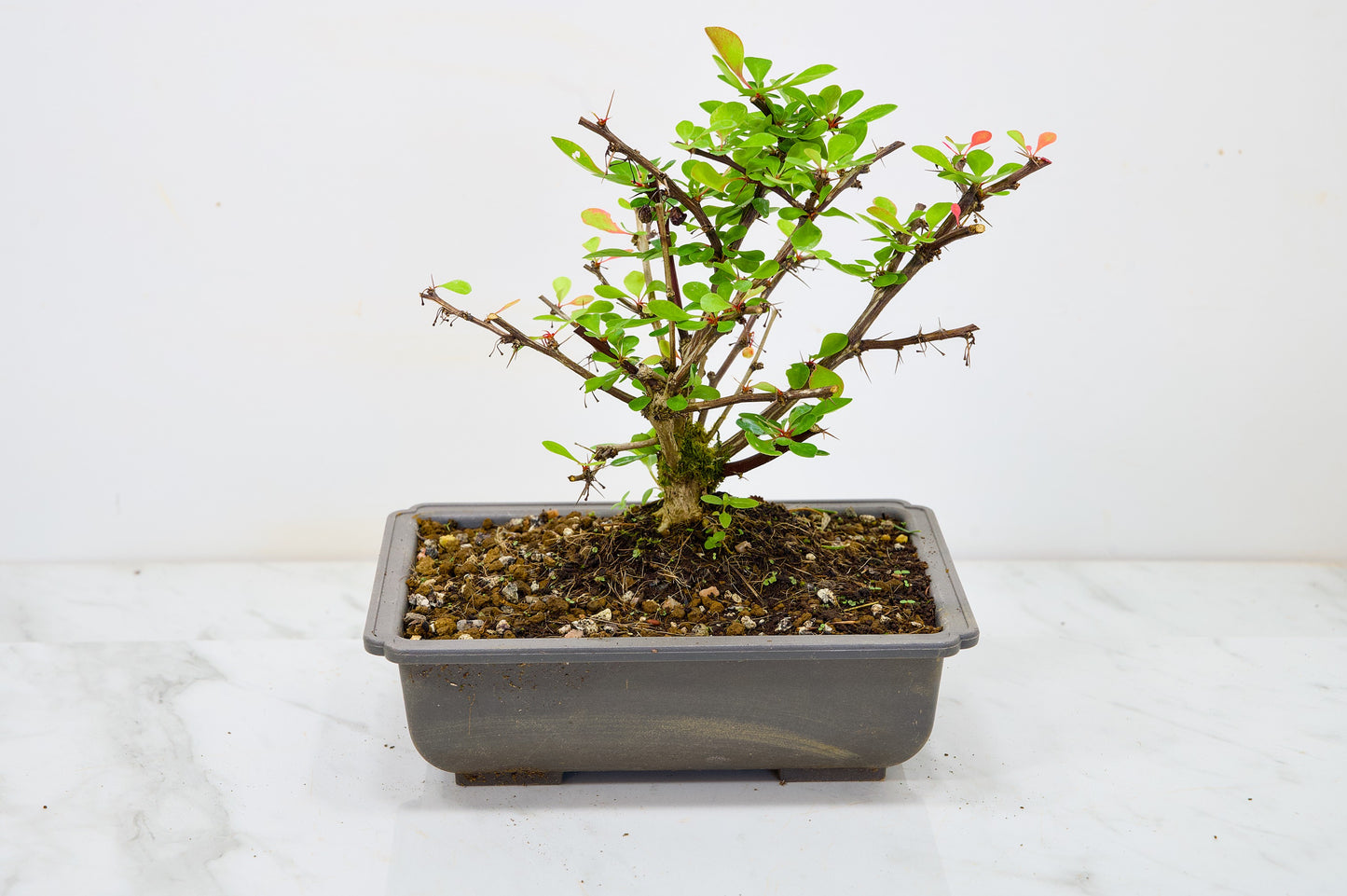 Berberis  Starter  Bonsai material