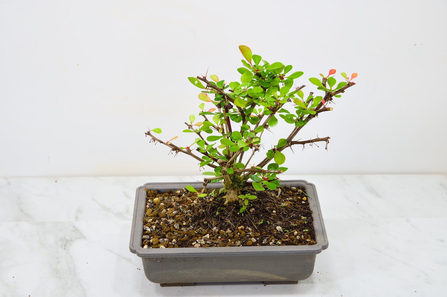 Berberis  Starter  Bonsai material