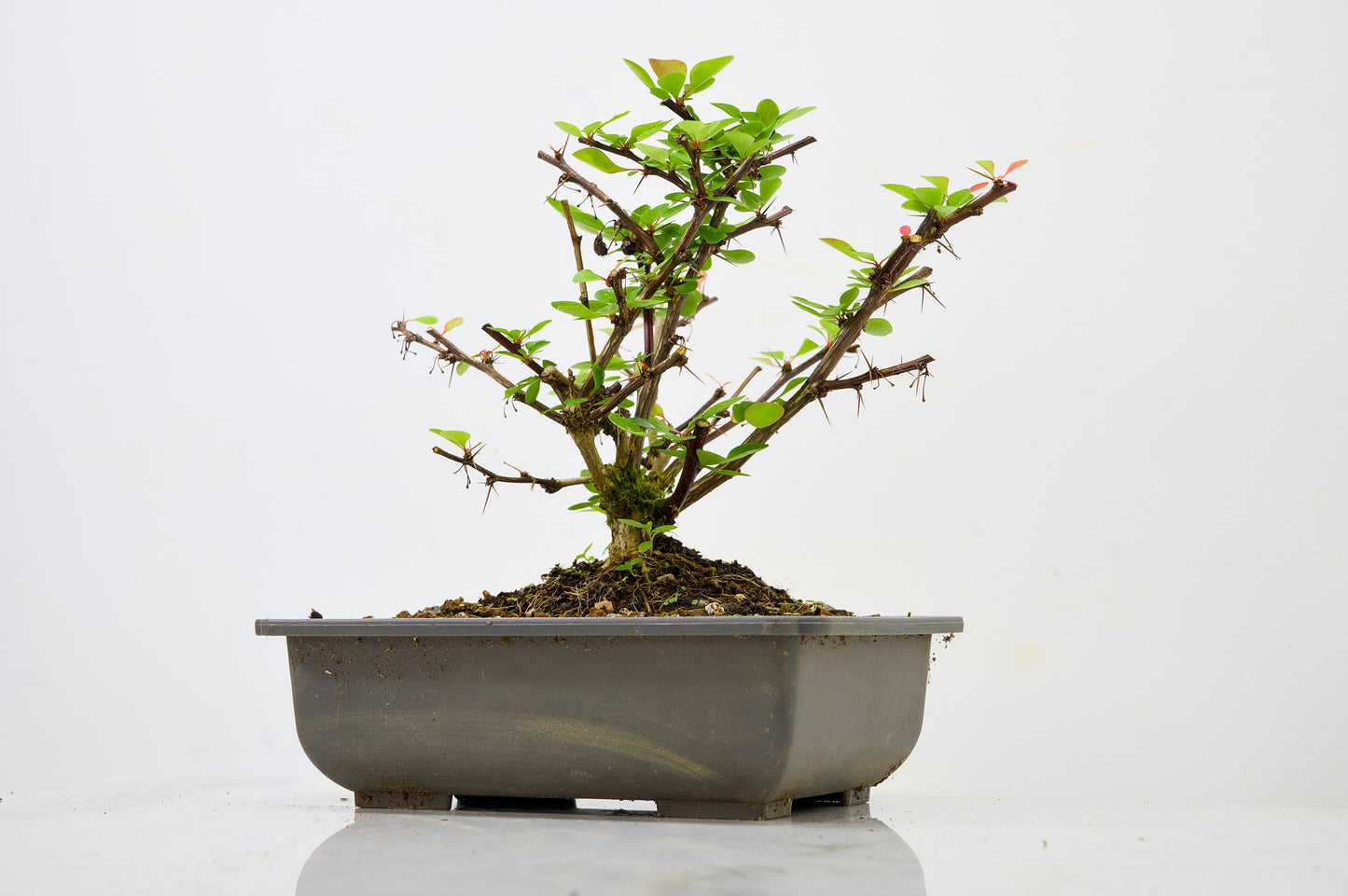 Berberis  Starter  Bonsai material