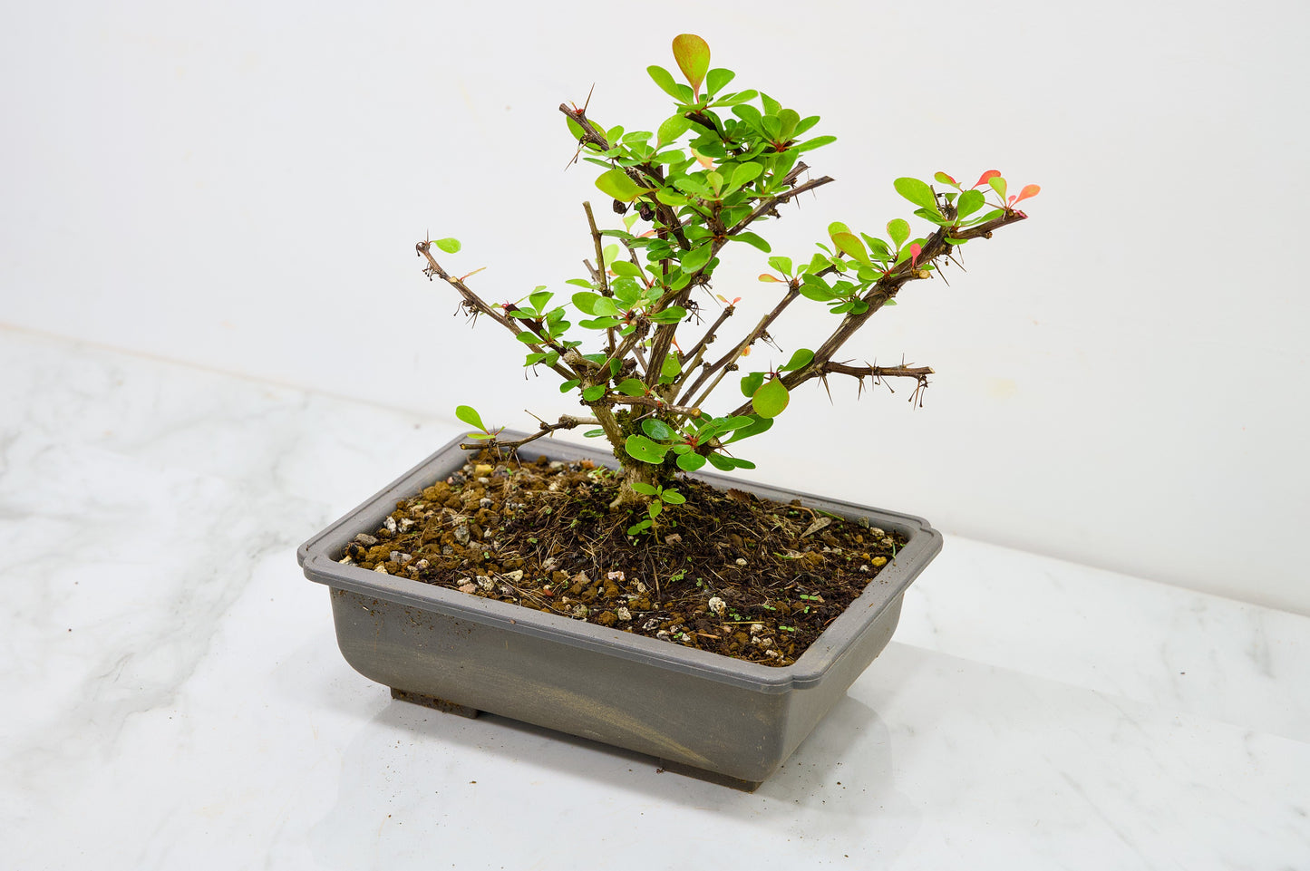 Berberis  Starter  Bonsai material