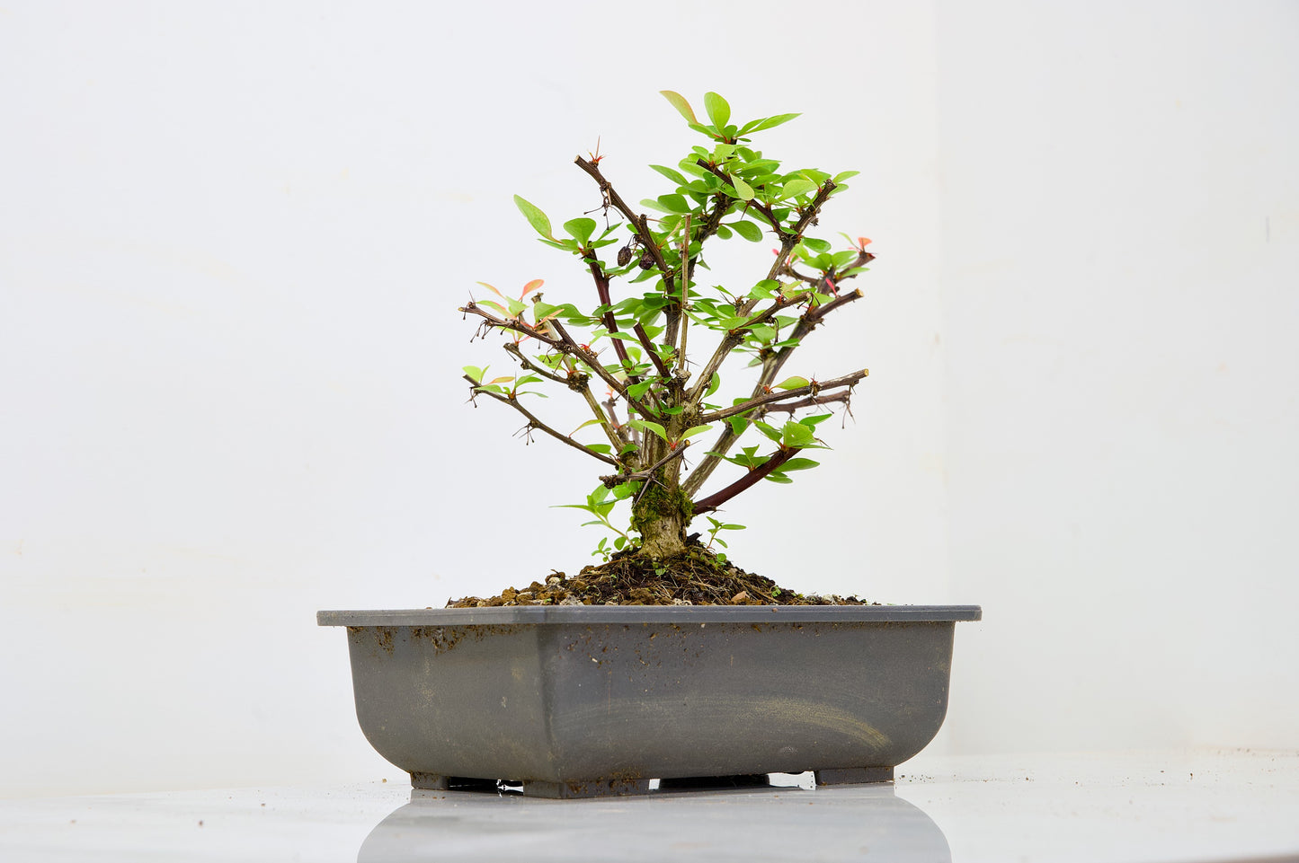 Berberis  Starter  Bonsai material