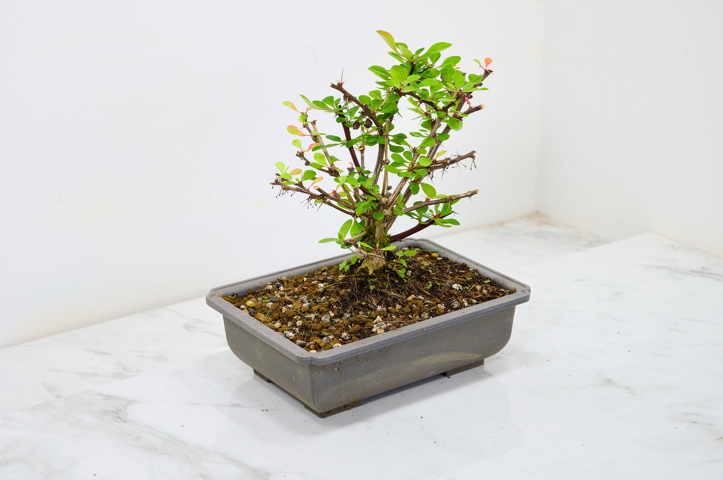 Berberis  Starter  Bonsai material