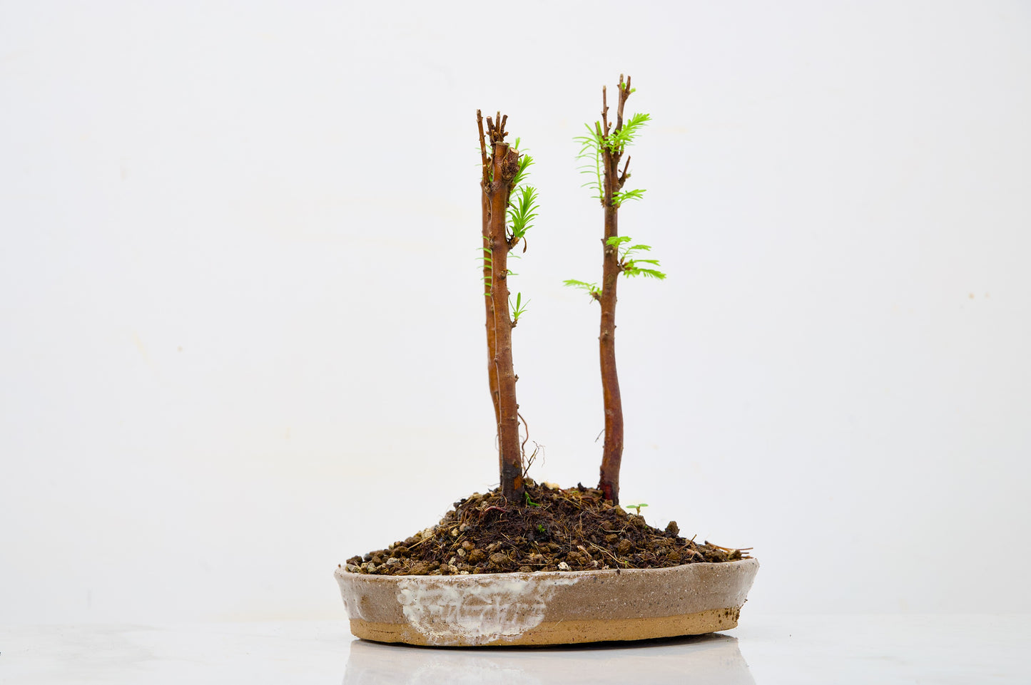 Dawn Redwood Bonsai 3 Tree Group