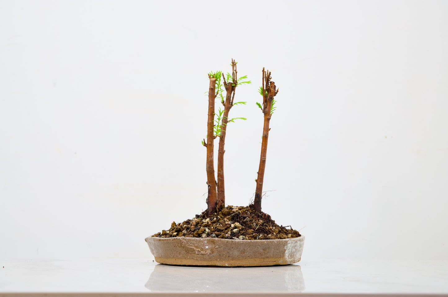 Dawn Redwood Bonsai 3 Tree Group