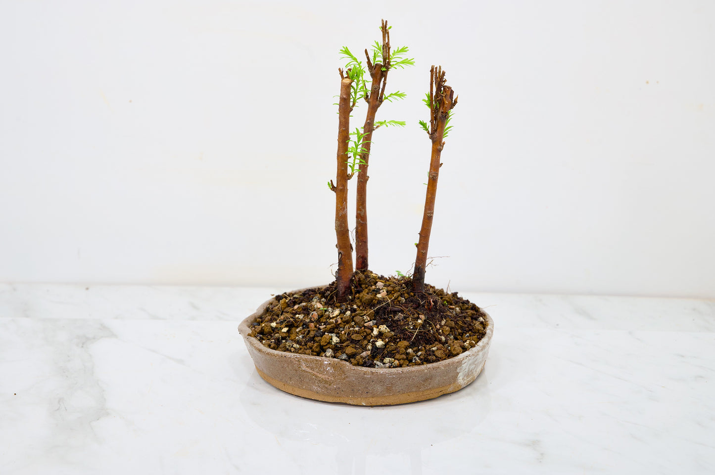 Dawn Redwood Bonsai 3 Tree Group