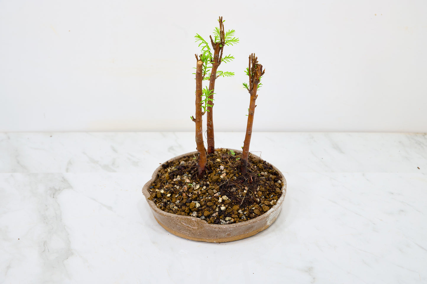 Dawn Redwood Bonsai 3 Tree Group